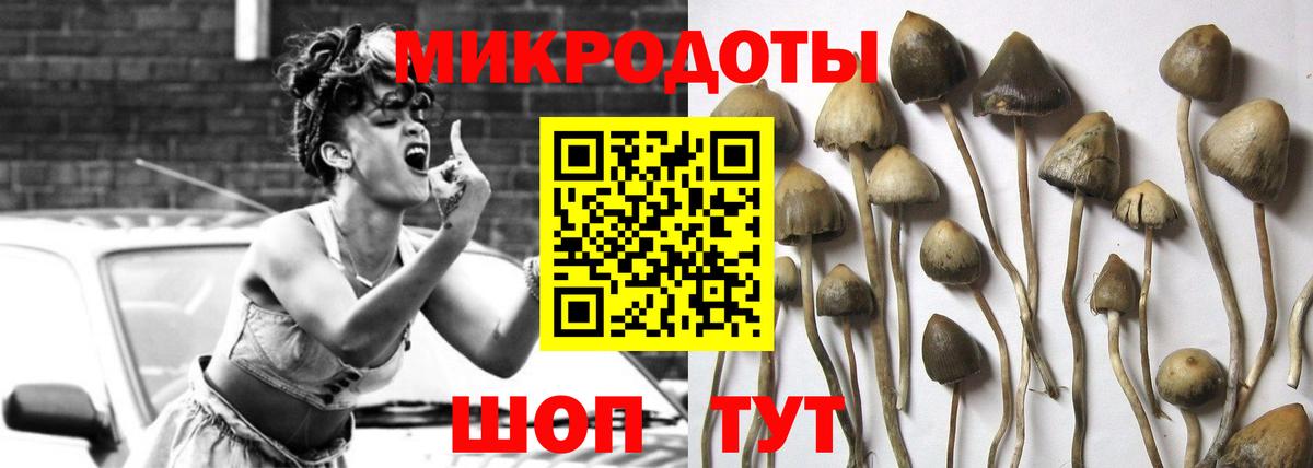 Северобайкальск  Псилоцибиновые грибы Psilocybe  Вход с VPN 